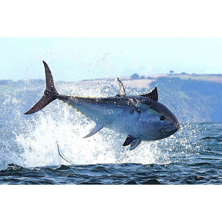 Tuna Fishing: Best Gear, Expert Tips & Top Charters